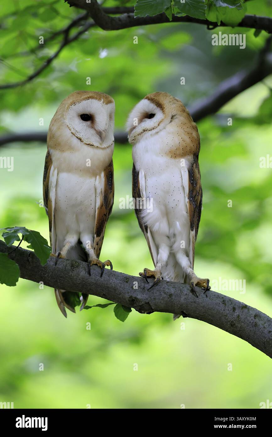 Chouette grange (Tyto alba), adulte, paire, vigilant, sur l'arbre, en été, sumava, République tchèque, Europe Banque D'Images