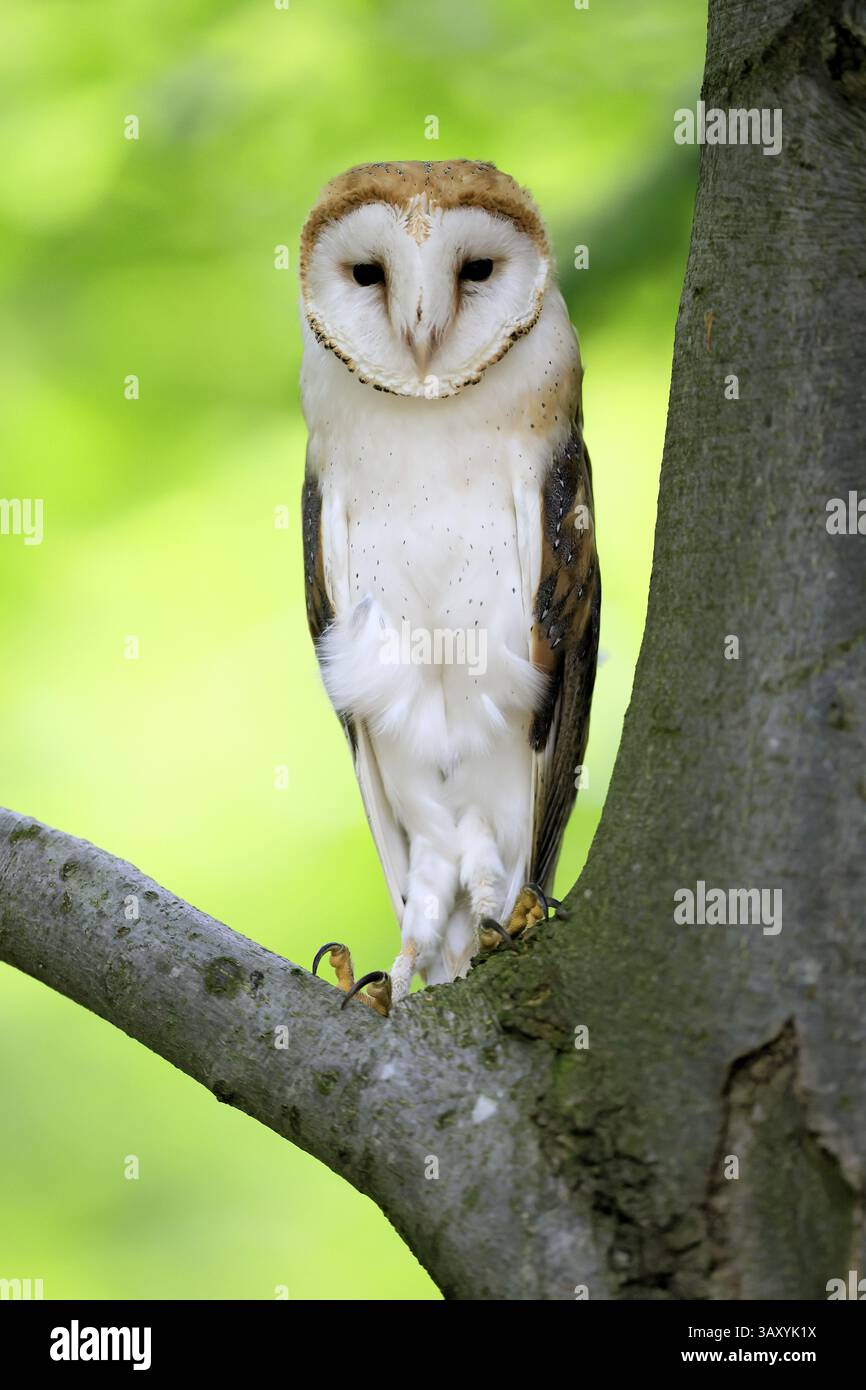 Chouette grange (Tyto alba), adulte, alerte, sur arbre, sumava, République tchèque, Europe Banque D'Images