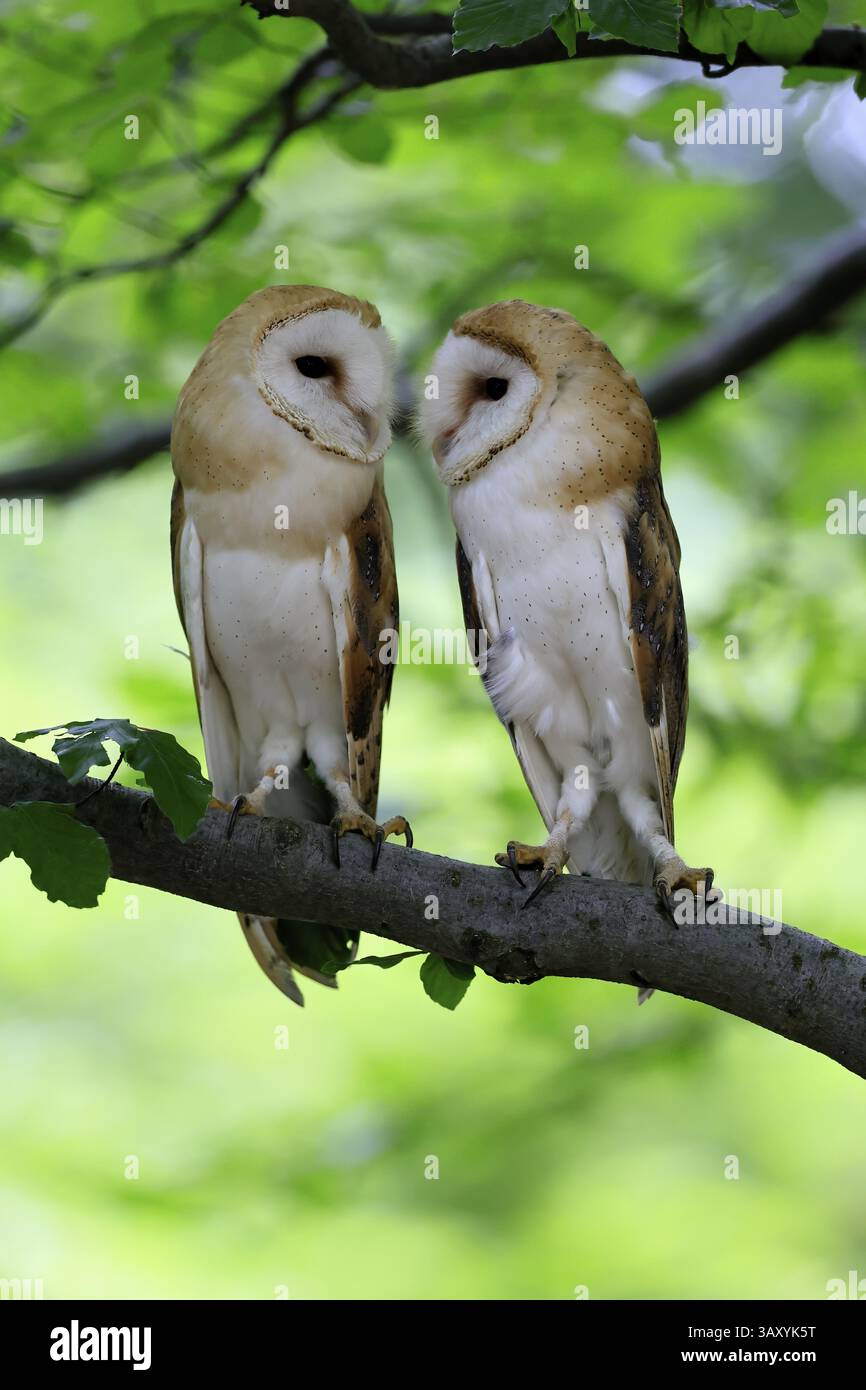 Chouette grange (Tyto alba), adulte, paire, vigilant, sur l'arbre, en été, sumava, République tchèque, Europe Banque D'Images