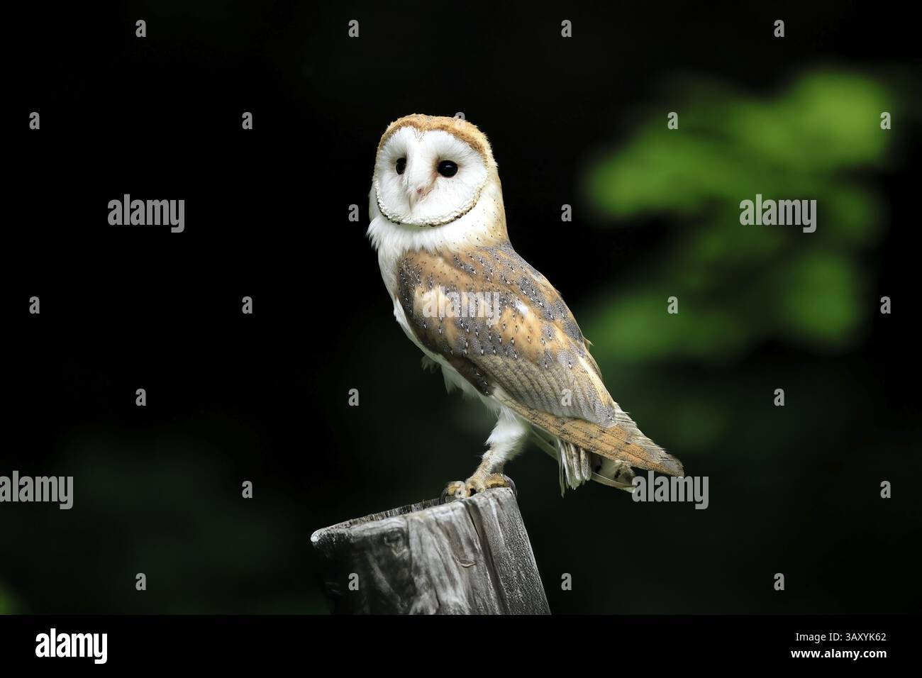 Chouette grange (Tyto alba), adulte, alerte, sur garde, sumava, République tchèque, Europe Banque D'Images