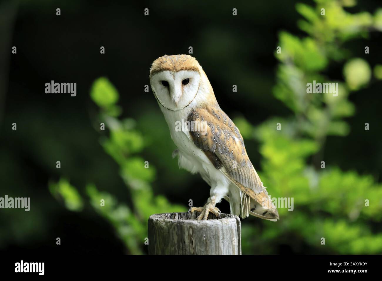 Chouette grange (Tyto alba), adulte, vigilant, sur garde, en été, sumava, République tchèque, Europe Banque D'Images