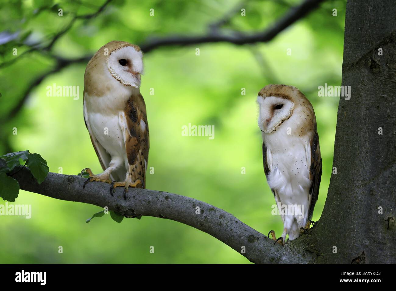 Chouette grange (Tyto alba), adulte, paire, vigilant, sur l'arbre, en été, sumava, République tchèque, Europe Banque D'Images