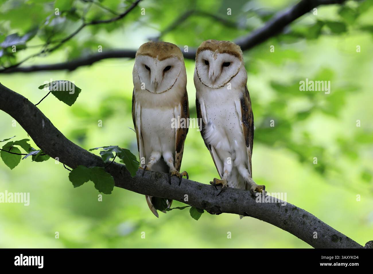 Chouette grange (Tyto alba), adulte, paire, vigilant, sur l'arbre, en été, sumava, République tchèque, Europe Banque D'Images