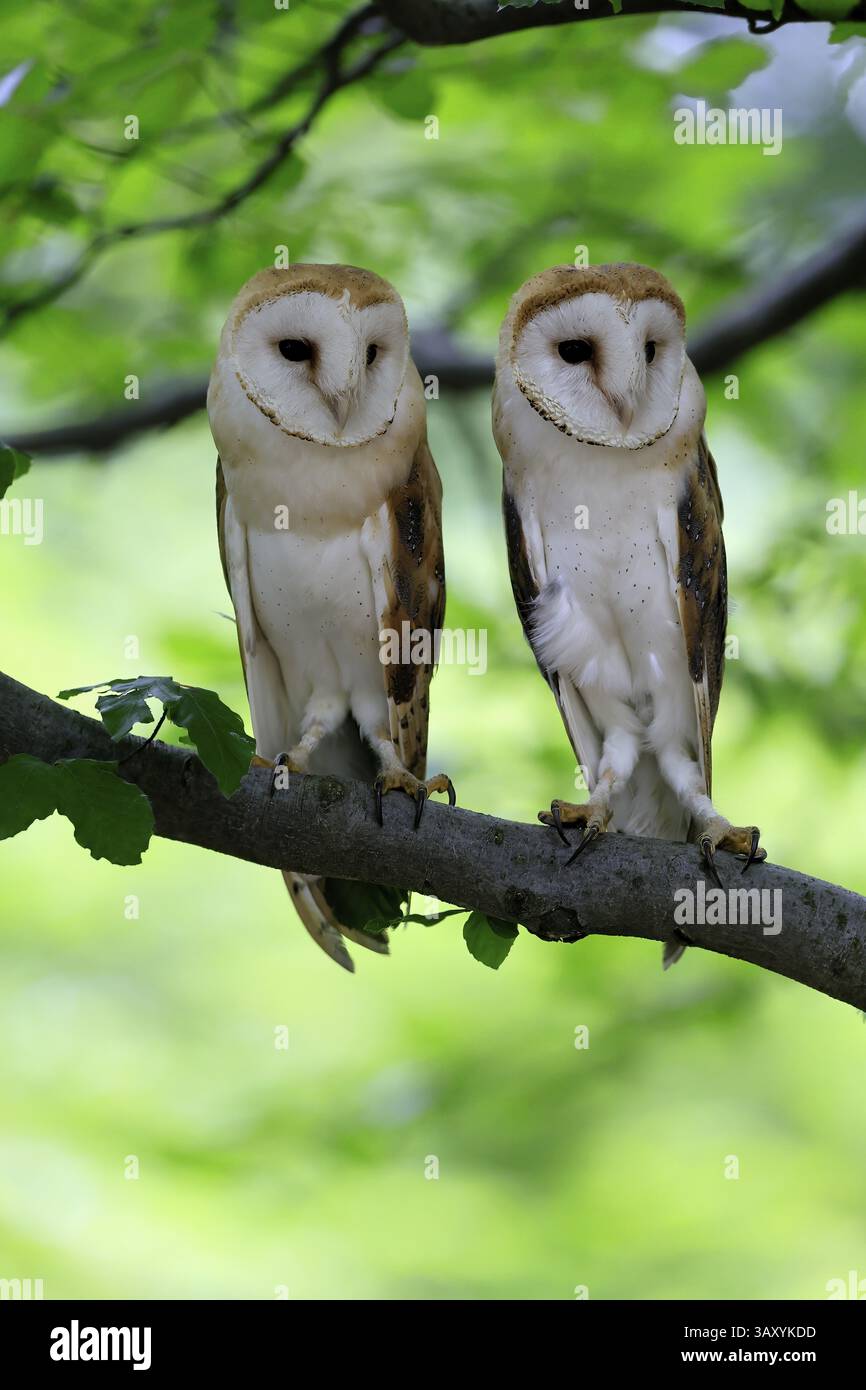 Chouette grange (Tyto alba), adulte, paire, vigilant, sur l'arbre, en été, sumava, République tchèque, Europe Banque D'Images