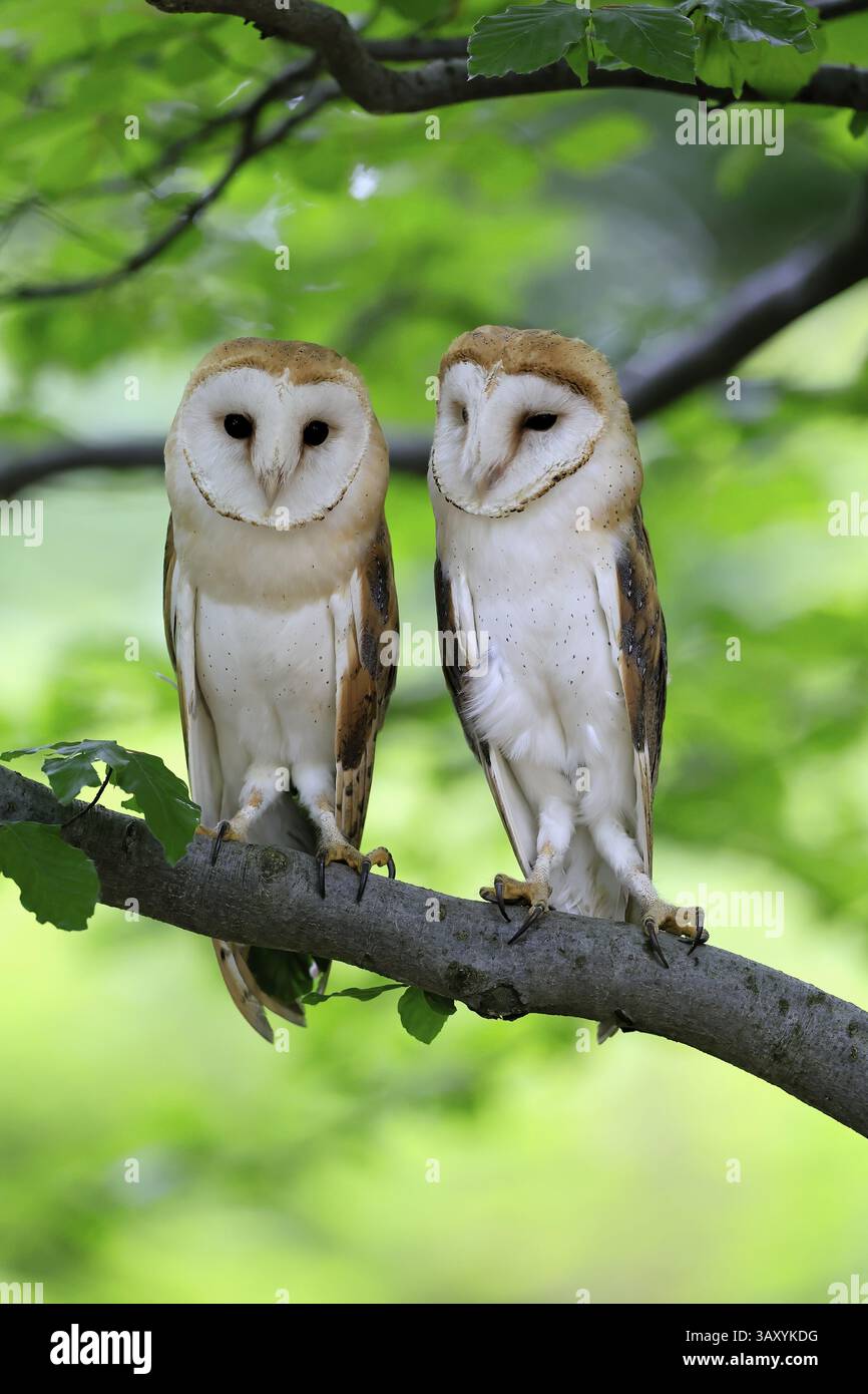 Chouette grange (Tyto alba), adulte, paire, vigilant, sur l'arbre, en été, sumava, République tchèque, Europe Banque D'Images