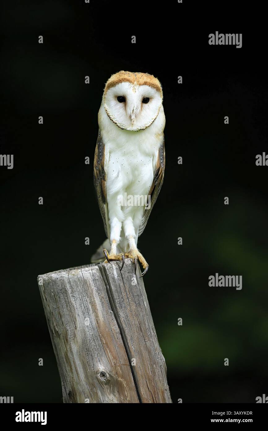 Chouette grange (Tyto alba), adulte, alerte, sur garde, sumava, République tchèque, Europe Banque D'Images
