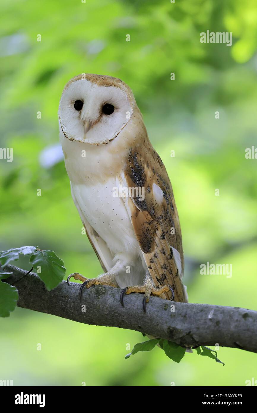 Chouette grange (Tyto alba), adulte, alerte, sur arbre, sumava, République tchèque, Europe Banque D'Images
