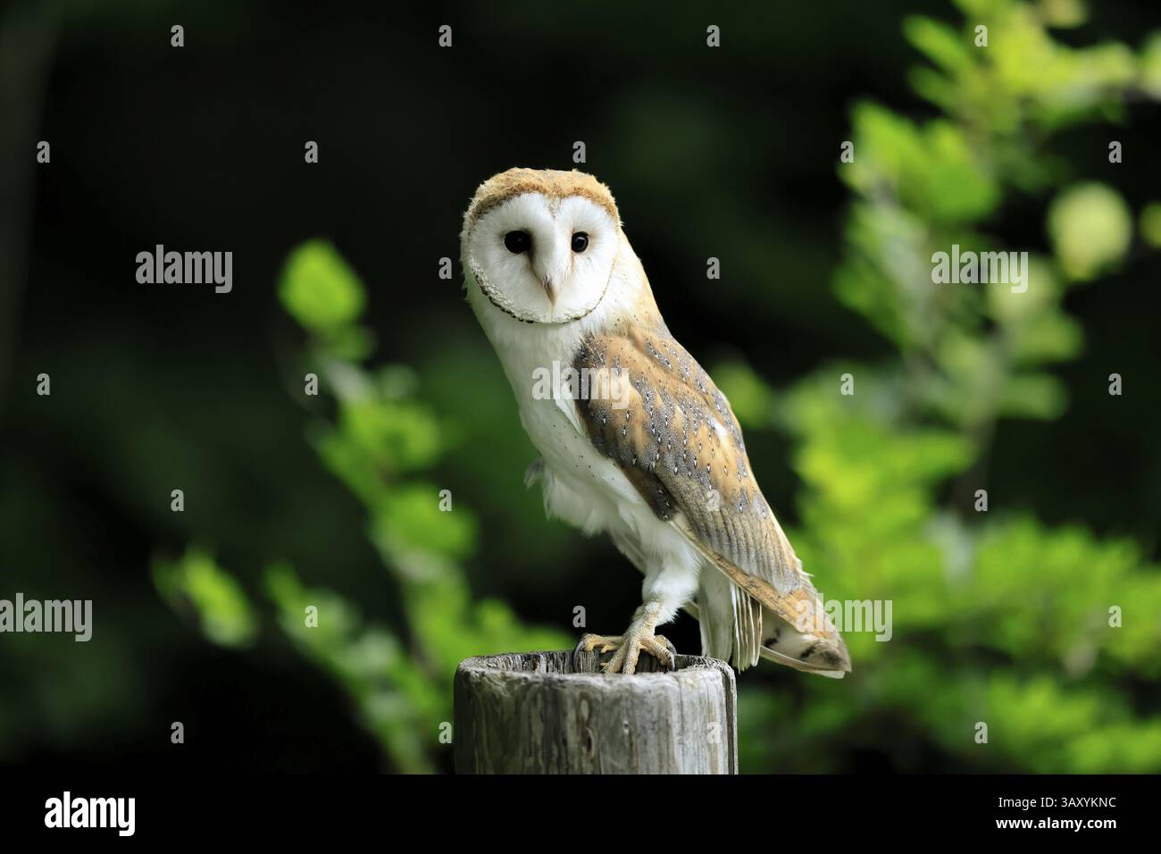 Chouette grange (Tyto alba), adulte, vigilant, sur garde, en été, sumava, République tchèque, Europe Banque D'Images