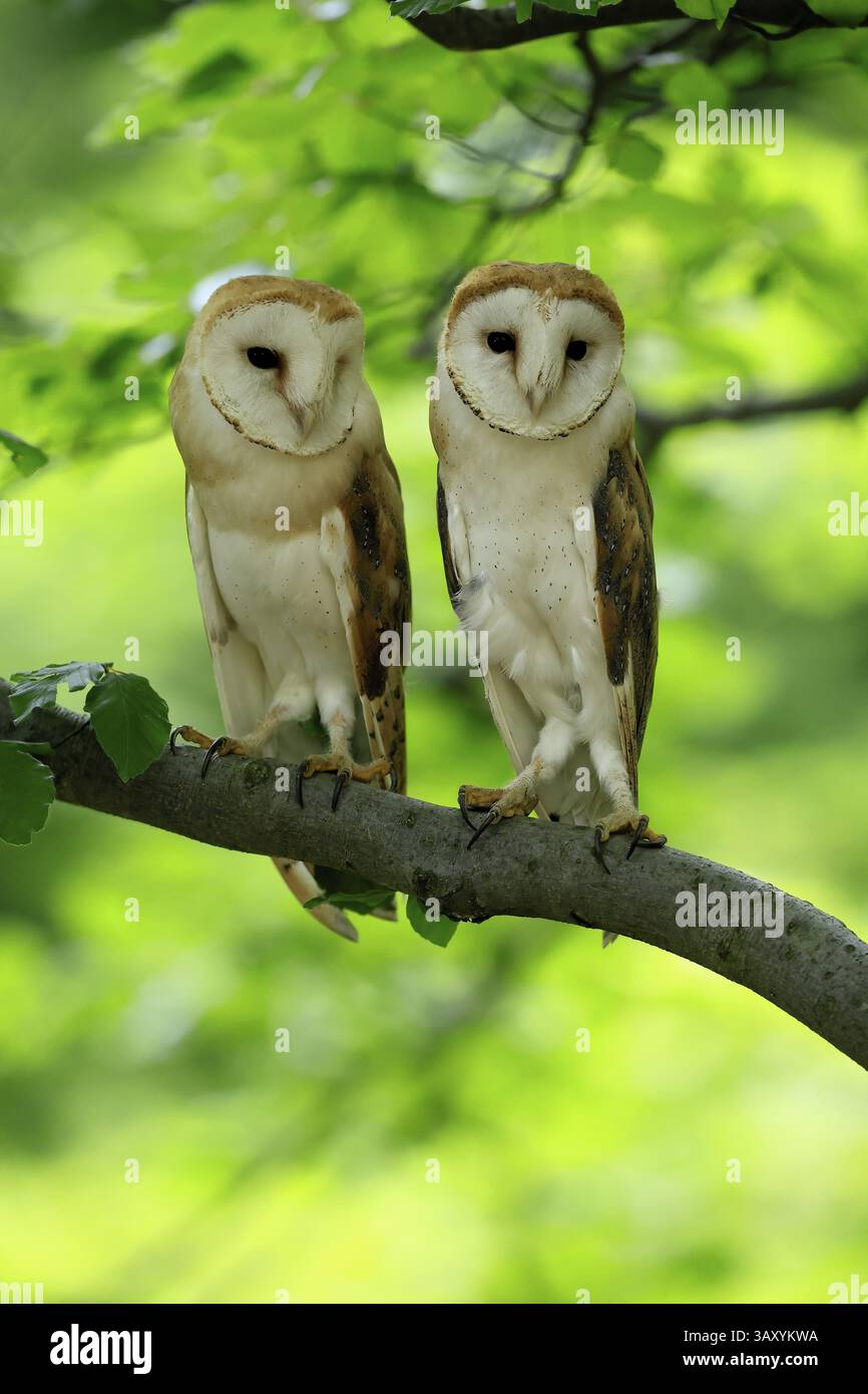 Chouette grange (Tyto alba), adulte, paire, vigilant, sur l'arbre, en été, sumava, République tchèque, Europe Banque D'Images