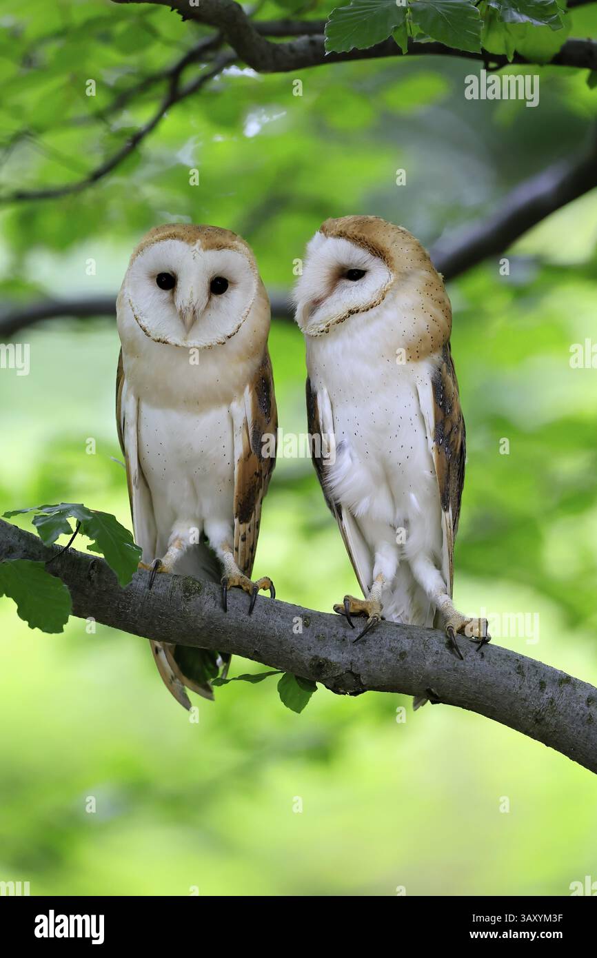 Chouette grange (Tyto alba), adulte, paire, vigilant, sur l'arbre, en été, sumava, République tchèque, Europe Banque D'Images