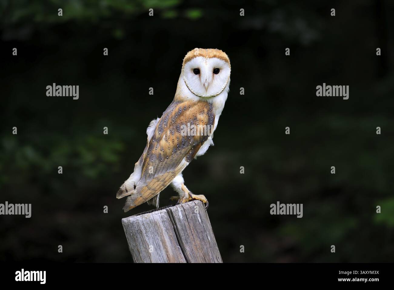 Chouette grange (Tyto alba), adulte, alerte, sur garde, sumava, République tchèque, Europe Banque D'Images