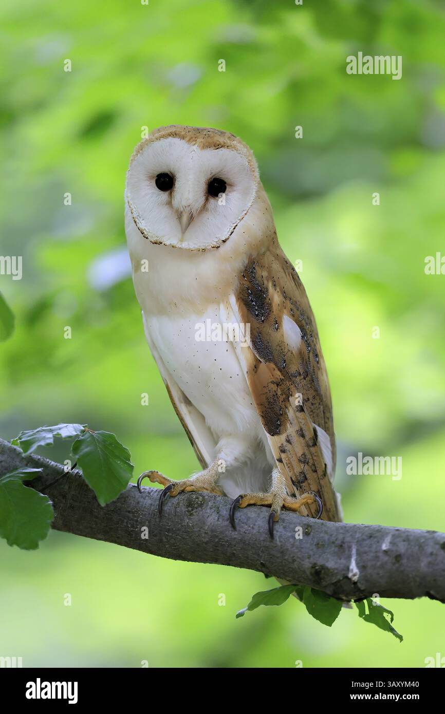 Chouette grange (Tyto alba), adulte, alerte, sur arbre, sumava, République tchèque, Europe Banque D'Images