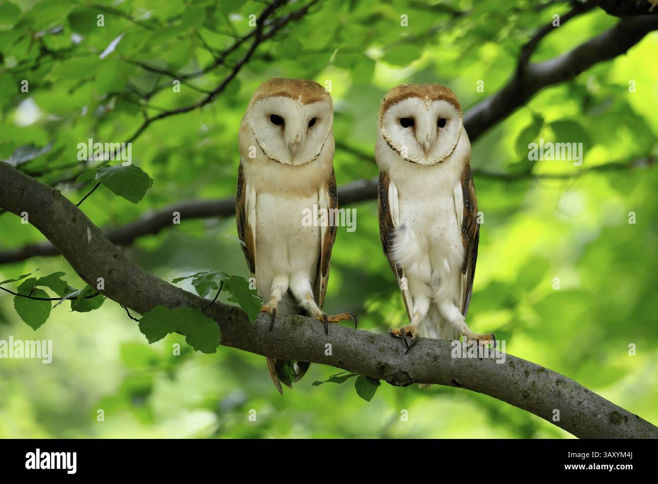 Chouette grange (Tyto alba), adulte, paire, vigilant, sur l'arbre, en été, sumava, République tchèque, Europe Banque D'Images