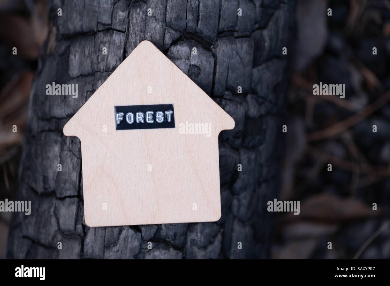 Panneau maison en bois avec inscription forêt sur écorce arbre brûlé. Concept manipulation soigneuse du feu en forêt Banque D'Images