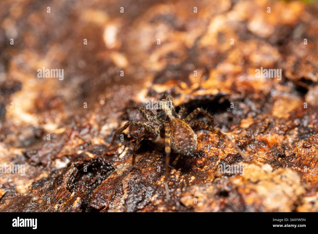 Pardosa saltans, une espèce d'araignée loup vivant au sol de la famille des Lycosidae, chasse activement dans l'habitat naturel sans construire de toiles. Banque D'Images