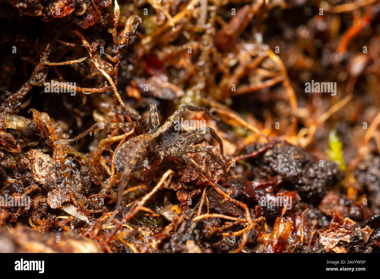 Pardosa saltans, une espèce d'araignée loup vivant au sol de la famille des Lycosidae, chasse activement dans l'habitat naturel sans construire de toiles. Banque D'Images