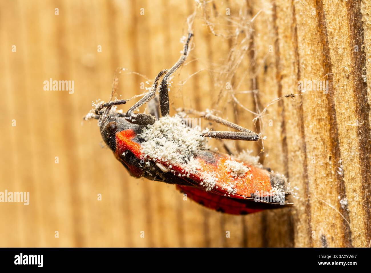 Melanocoryphus albomaculatus mort avec croissance fongique sur son corps, un exemple frappant de la décomposition des insectes et du processus de recyclage de la nature. Banque D'Images