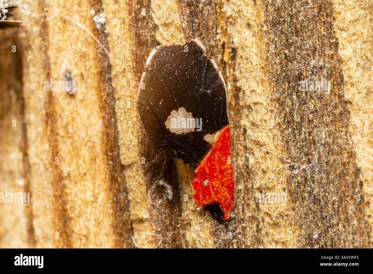 Aile cassée de Melanocoryphus albomaculatus sur bois, révélant une structure délicate et un moment tranquille de fragilité naturelle. Banque D'Images