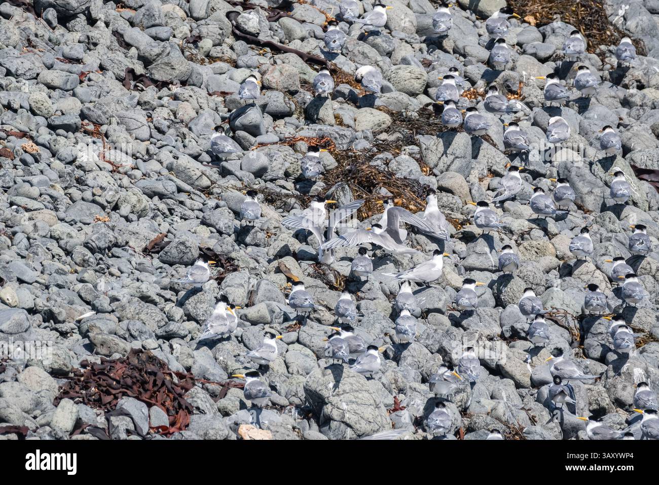 Groupe de grande sterne à crête, Thalasseus bergii, sur une plage rocheuse, Nobbies Center, Phillip Island, Australie Banque D'Images