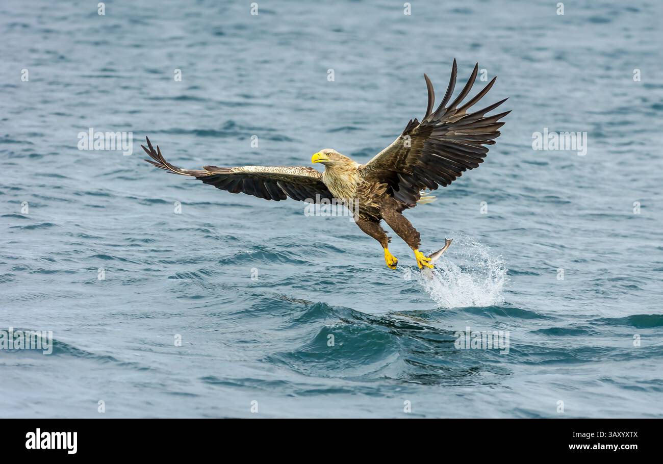 Aigle de mer à queue blanche (Haliaeetus albicilla) saisissant un poisson aux talons puissants avec des ailes déployées. Face à gauche, île de Mull, Écosse, Copy spac Banque D'Images