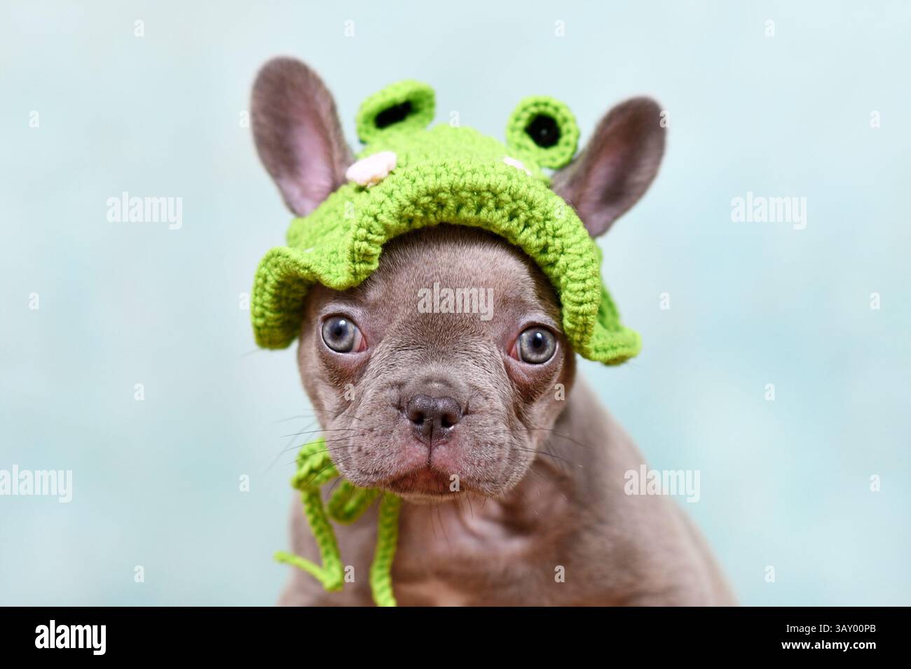 Jeune chiot chien bouledogue français drôle avec chapeau de grenouille tricoté sur fond de studio bleu clair Banque D'Images