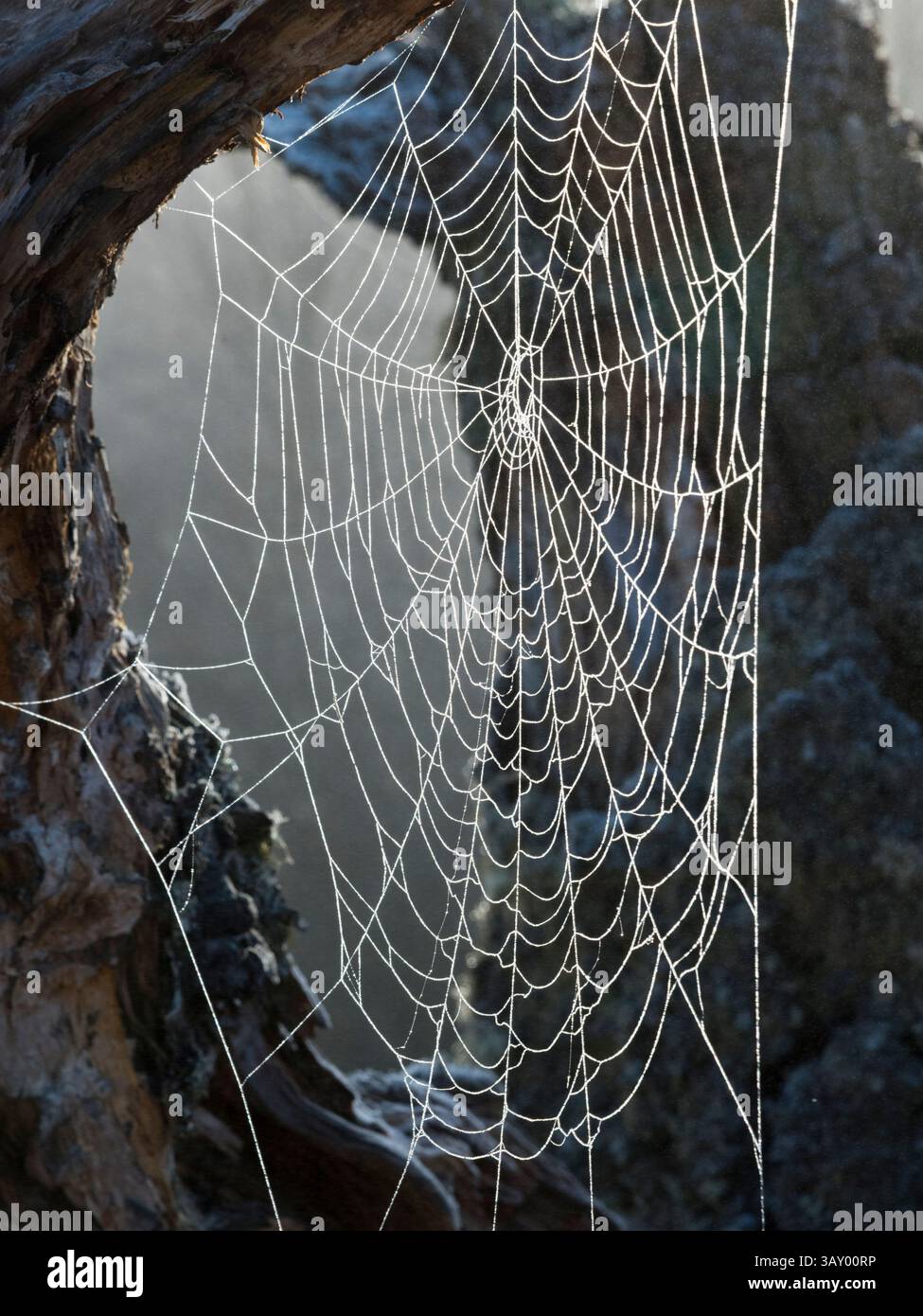 Cobweb couverts dans la rosée Banque D'Images