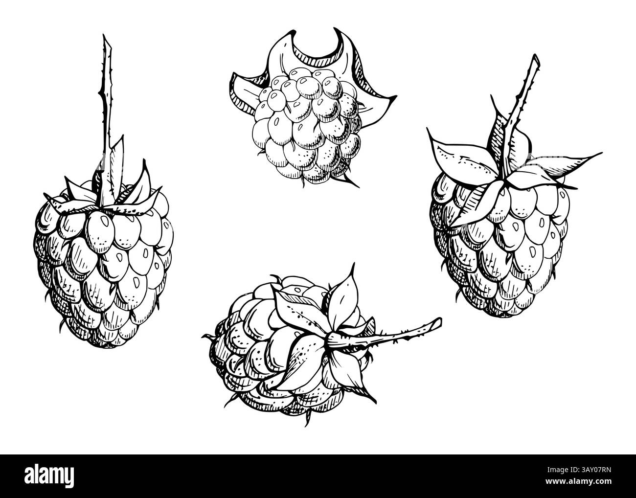 Framboise mûre fruit de sloe avec des feuilles sur la tige à la main dessinée dans l'encre vectorielle, mûrier de jardin mûrier loganberry cloudberry. Illustration botanique isolée Illustration de Vecteur