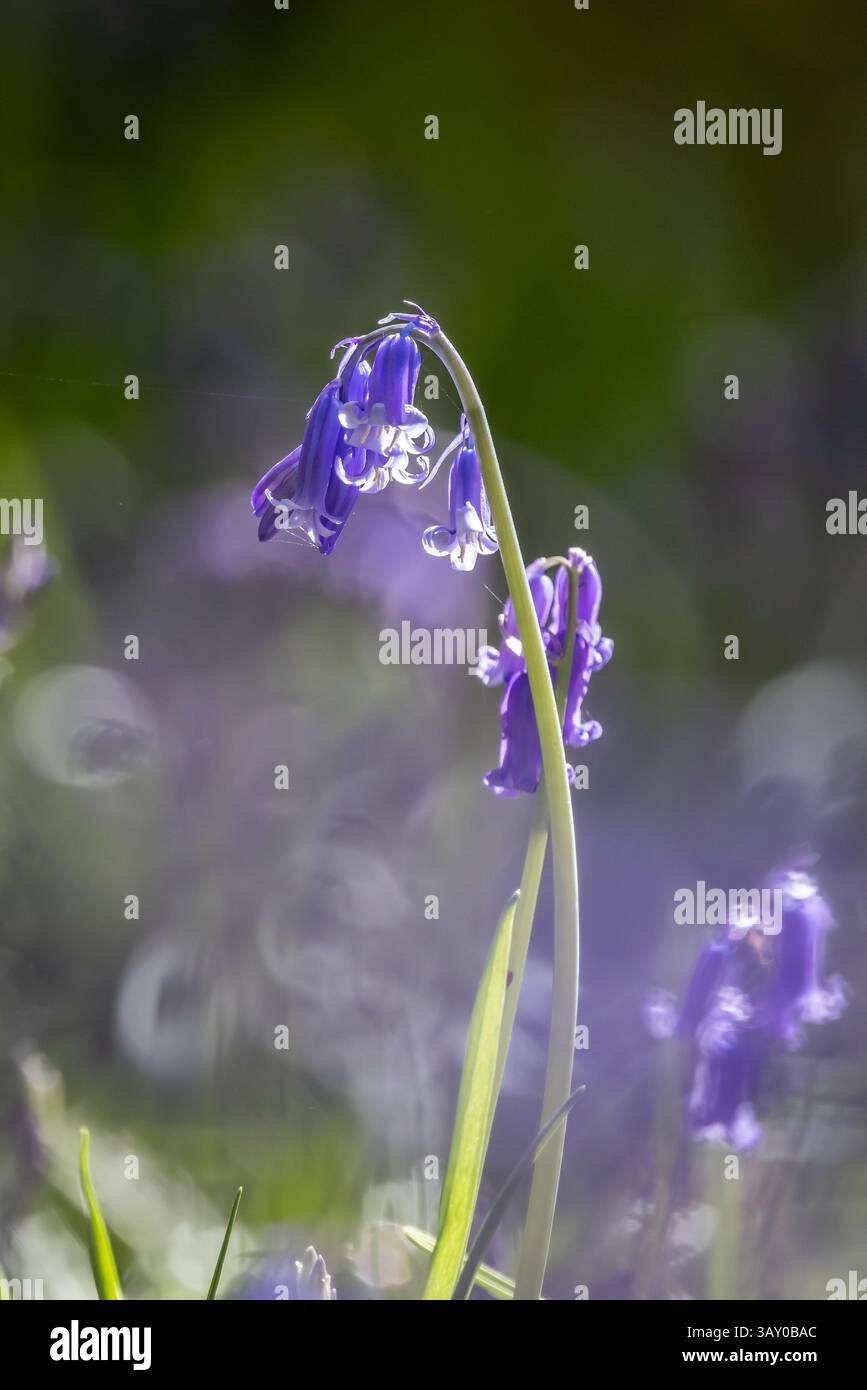 Hyacinthoides non-scripta, communément appelé bluebells, fleurit au début du soleil de printemps Banque D'Images