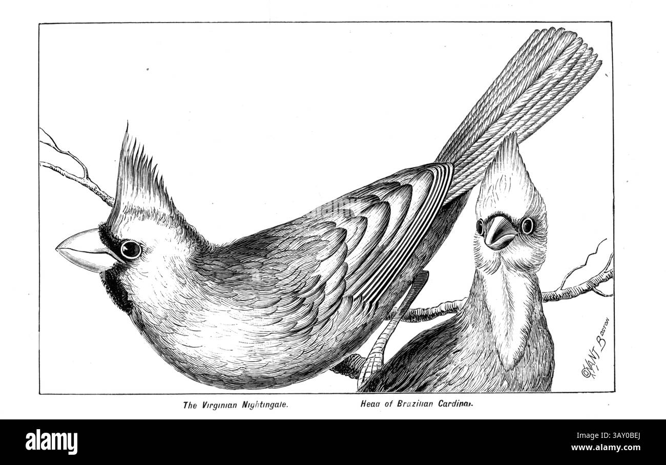 Red Cardinal ou Virginian Nightingale et le brésilien ou Gray Cardinal tiré du livre ' Canaries and cage-Birds : the food, Care, Breeding, Diseases and Treatment of all House Birds ' par Holden, George Henry, 1848-1914 date de publication 1888 auto-publié à New York, Boston, Providence par G. H. Holden Banque D'Images