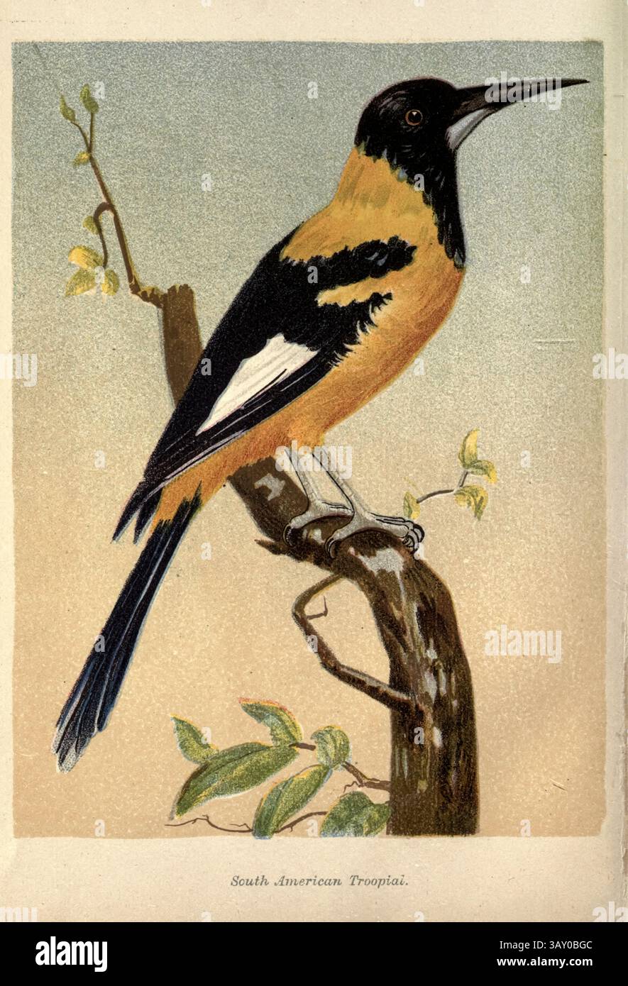 Le troupial vénézuélien (icterus icterus) ici en tant que Troopial sud-américain tiré du livre ' Canaries and cage-Birds : the food, Care, Breeding, Diseases and Treatment of all House Birds ' de Holden, George Henry, 1848-1914 date de publication 1888 auto-édité à New York, Boston, Providence par G. H. Holden Banque D'Images