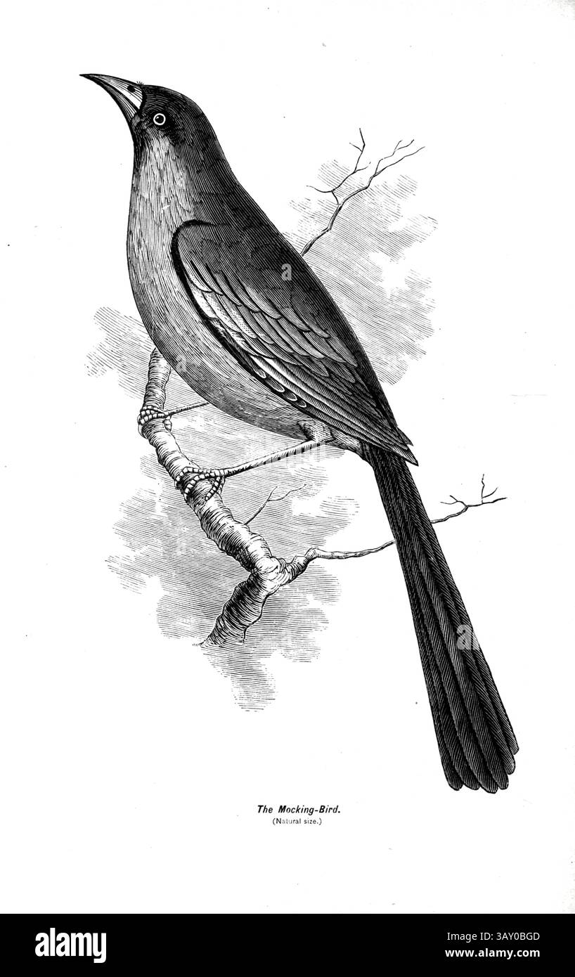 Mocking-Bird du livre 'Canaries and cage-Birds : the food, Care, Breeding, Diseases and Treatment of all House Birds' de Holden, George Henry, 1848-1914 date de publication 1888 auto-publié à New York, Boston, Providence par G. H. Holden Banque D'Images