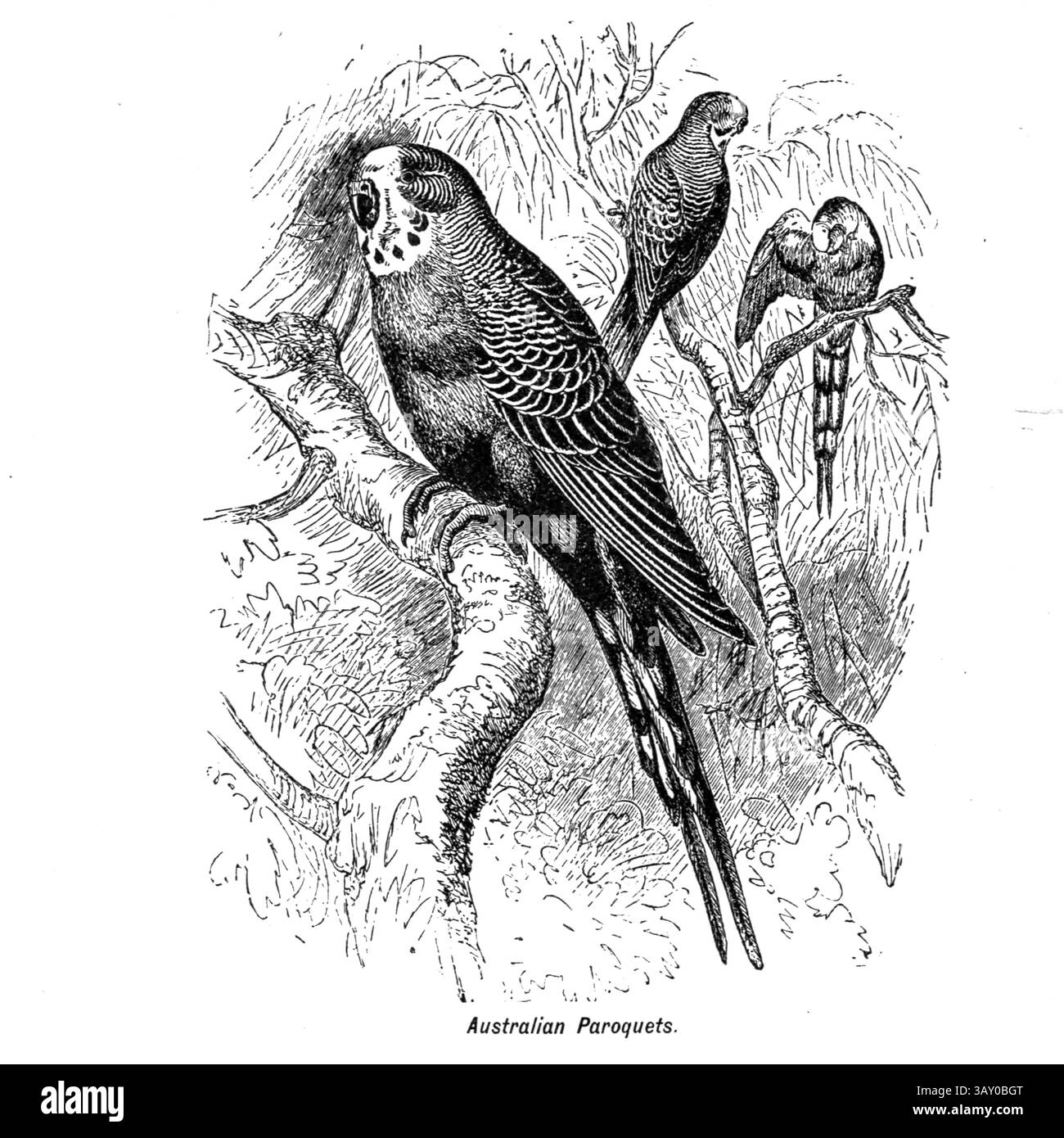 Budgerigar (Melopsittacus undulatus), également connu sous le nom de perruche commune, perruche à coquilles ou budgie tirée du livre ' Canaries and cage-Birds : the food, Care, Breeding, Diseases and Treatment of all House Birds ' par Holden, George Henry, 1848-1914 date de publication 1888 auto-publié à New York, Boston, Providence par G. H. Holden Banque D'Images