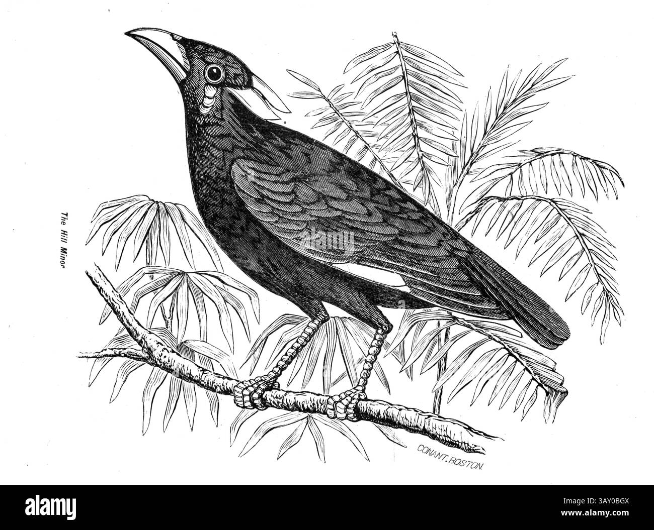Gracula religiosa, parfois orthographié 'myna' et autrefois simplement connu sous le nom de myna de colline ou oiseau myna, est le myna le plus souvent observé en aviculture, tiré du livre 'Canaries and cage-Birds : the food, Care, Breeding, Diseases and Treatment of all House Birds' par Holden, George Henry, 1848-1914 date de publication 1888 auto-publié à New York, Boston, Providence par G. H. Holden Banque D'Images