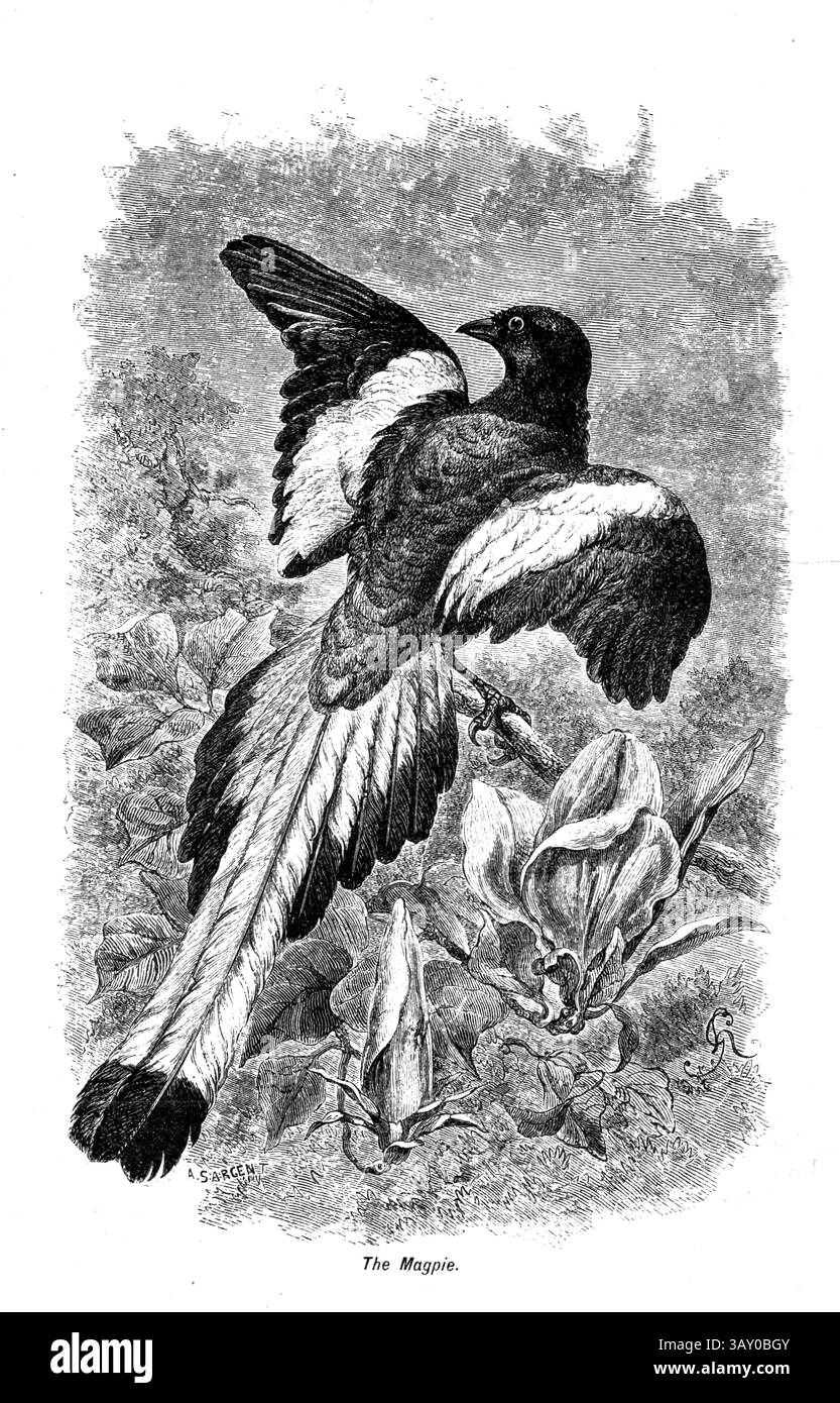 Magpie tirée du livre ' Canaries and cage-Birds : the food, Care, Breeding, Diseases and Treatment of all House Birds ' par Holden, George Henry, 1848-1914 date de publication 1888 auto-publié à New York, Boston, Providence par G. H. Holden Banque D'Images