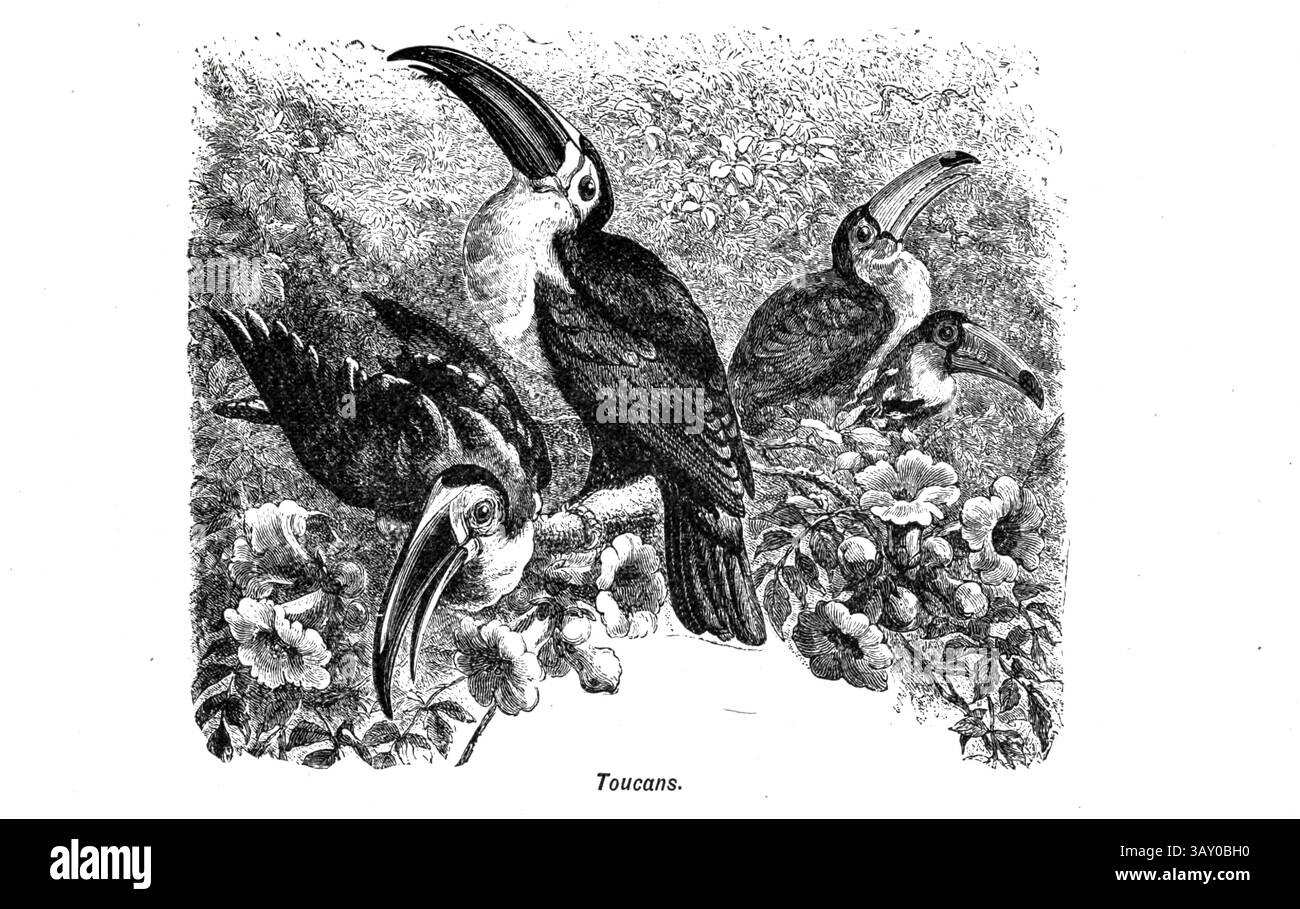 Toucans du livre ' Canaries and cage-Birds : the food, Care, Breeding, Diseases and Treatment of all House Birds ' par Holden, George Henry, 1848-1914 date de publication 1888 auto-publié à New York, Boston, Providence par G. H. Holden Banque D'Images