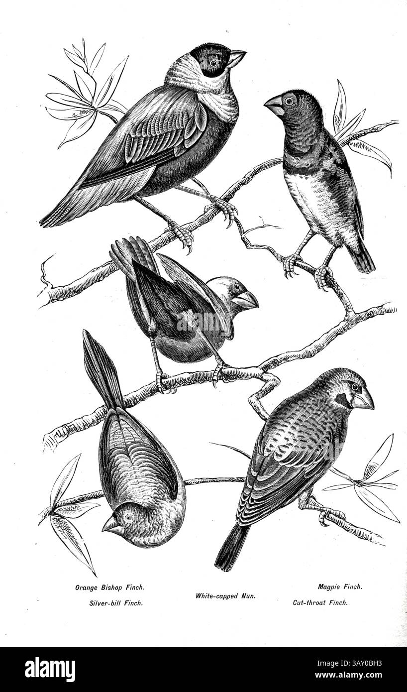 Finch Bishop orange ; Finch à bec argenté ; nonne à coiffe blanche ; Finch Magpie ; Finch à gorge coupée. Extrait du livre ' Canaries and cage-Birds : the food, Care, Breeding, Diseases and Treatment of all House Birds ' par Holden, George Henry, 1848-1914 date de publication 1888 auto-publié à New York, Boston, Providence par G. H. Holden Banque D'Images
