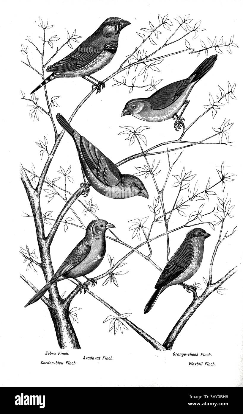 Extrait du livre ' Canaries and cage-Birds : the food, Care, Breeding, Diseases and Treatment of all House Birds ' par Holden, George Henry, 1848-1914 date de publication 1888 auto-publié à New York, Boston, Providence par G. H. Holden Banque D'Images
