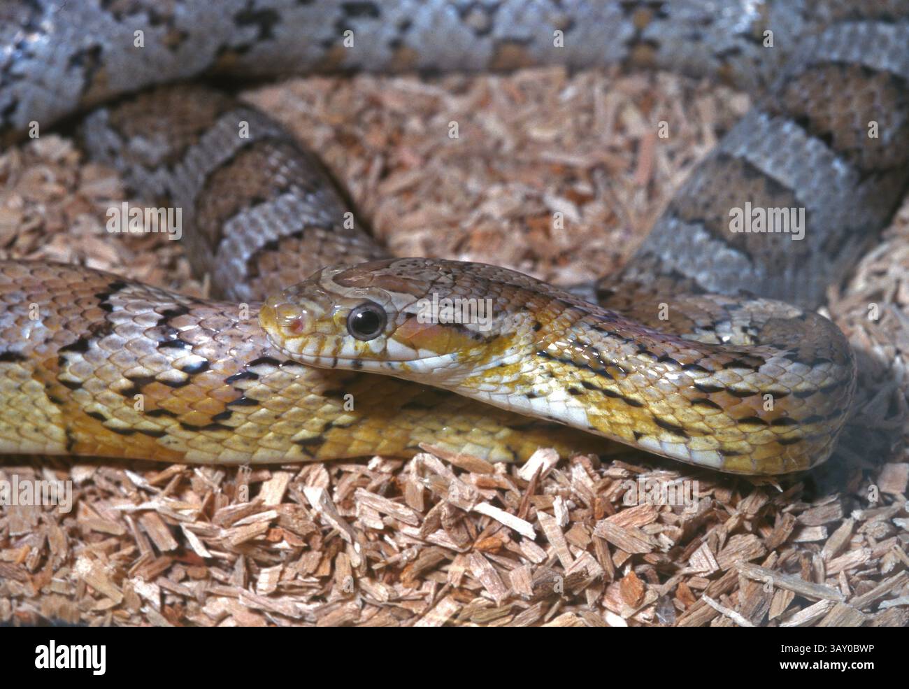 Serpent de maïs, Pantherophis guttatus 'fantômes', Colubridae Banque D'Images