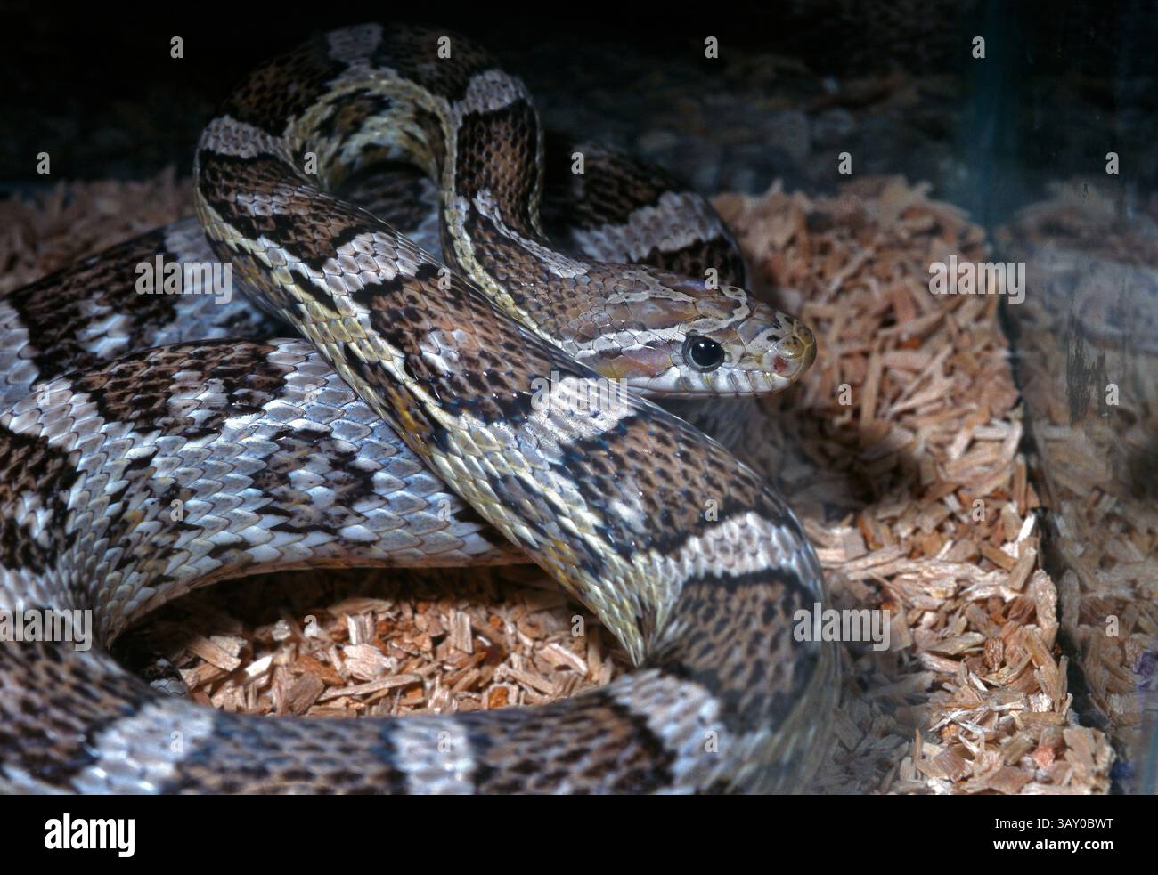 Serpent de maïs, Pantherophis guttatus 'aneritristics', Colubridae Banque D'Images