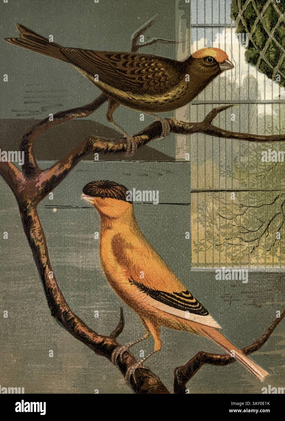 Lézard Canary and Norwich Canary from the book ' Canaries and cage-Birds : the food, Care, Breeding, Diseases and Treatment of all House Birds ' par Holden, George Henry, 1848-1914 date de publication 1888 auto-publié à New York, Boston, Providence par G. H. Holden Banque D'Images