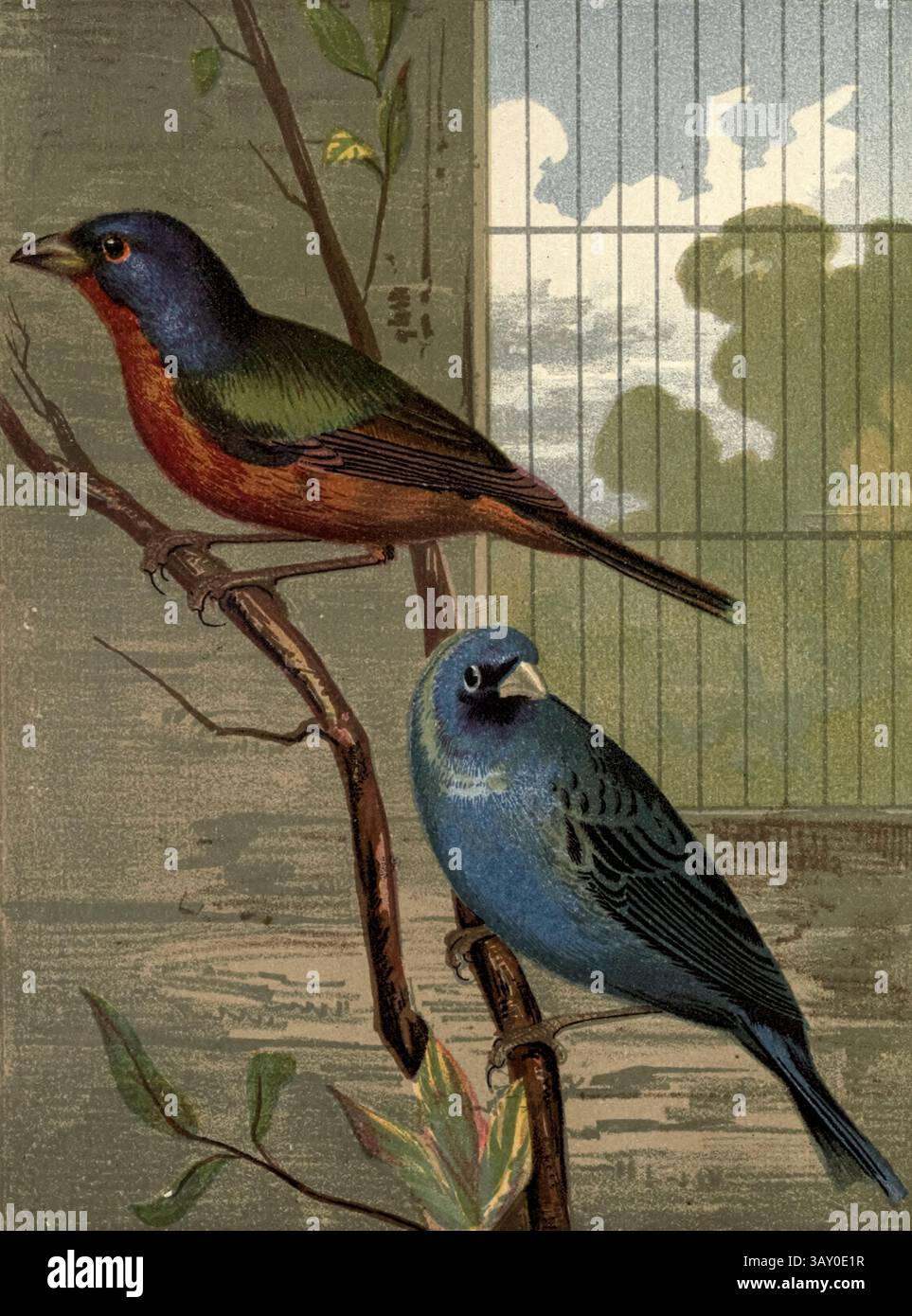 Nonpareil et Indigo Bird art en couleur tiré du livre ' Canaries and cage-Birds : the food, Care, Breeding, Diseases and Treatment of all House Birds ' par Holden, George Henry, 1848-1914 date de publication 1888 auto-publié à New York, Boston, Providence par G. H. Holden Banque D'Images