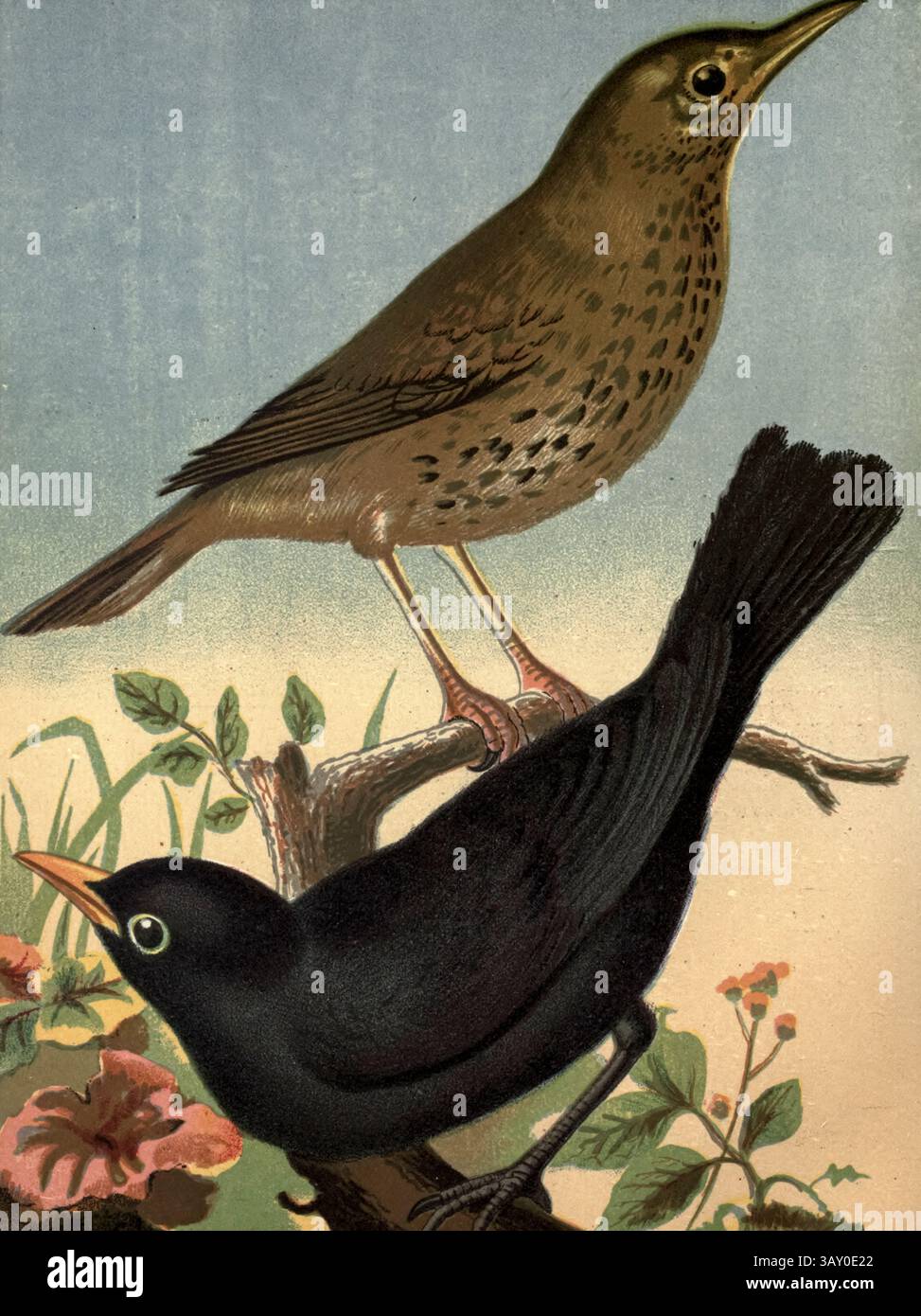 Muguet du chant (Turdus philomelos) et du merlu commun ou européen (Turdus merula) il est aussi appelé le merlu eurasien dans le livre ' Canaries and cage-Birds : the food, Care, Breeding, Diseases and Treatment of all House Birds ' par Holden, George Henry, 1848-1914 date de publication 1888 auto-édité à New York, Boston, Providence par G. H. Holden Banque D'Images