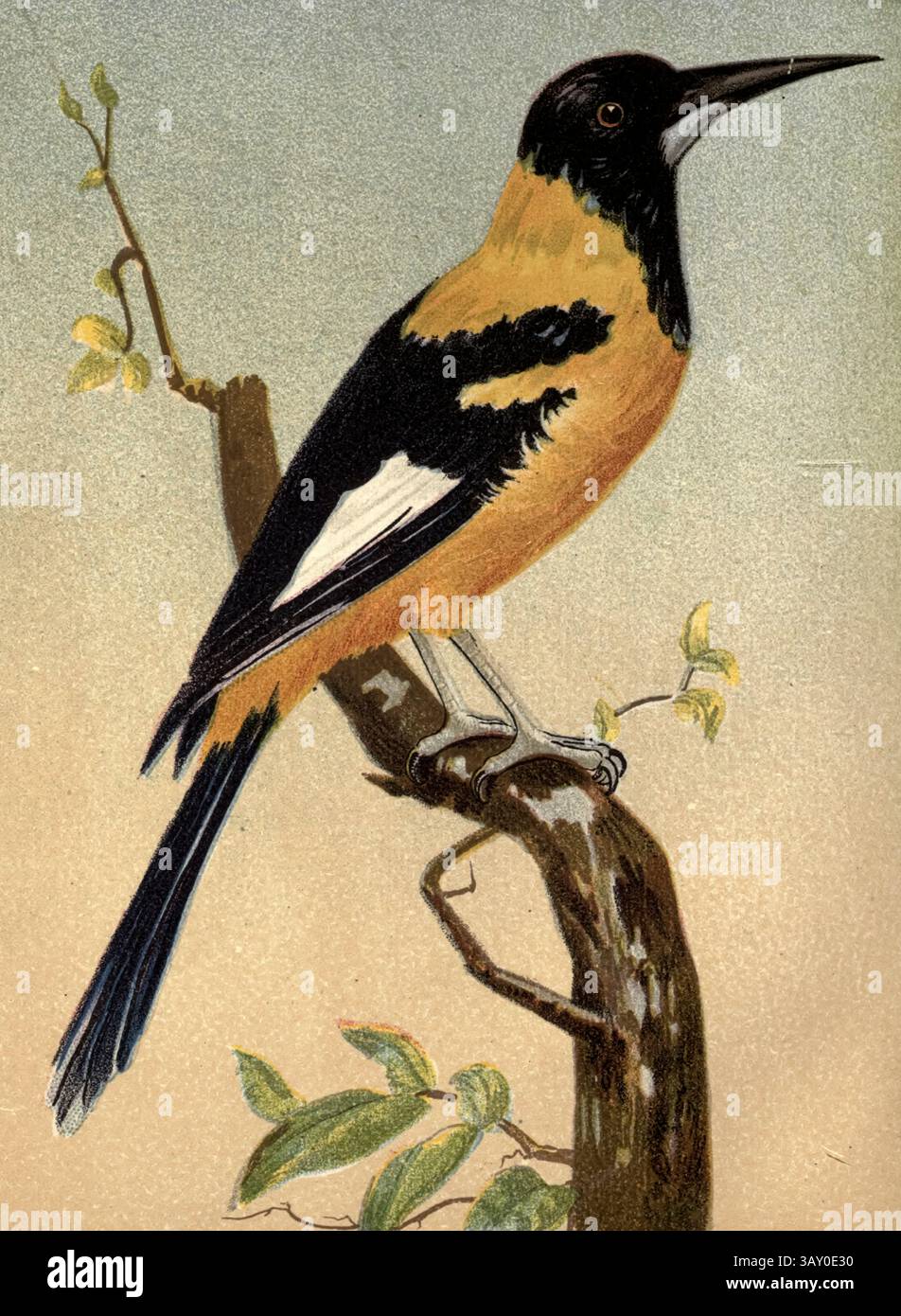 Le troupial vénézuélien (icterus icterus) ici en tant que Troopial sud-américain tiré du livre ' Canaries and cage-Birds : the food, Care, Breeding, Diseases and Treatment of all House Birds ' de Holden, George Henry, 1848-1914 date de publication 1888 auto-édité à New York, Boston, Providence par G. H. Holden Banque D'Images