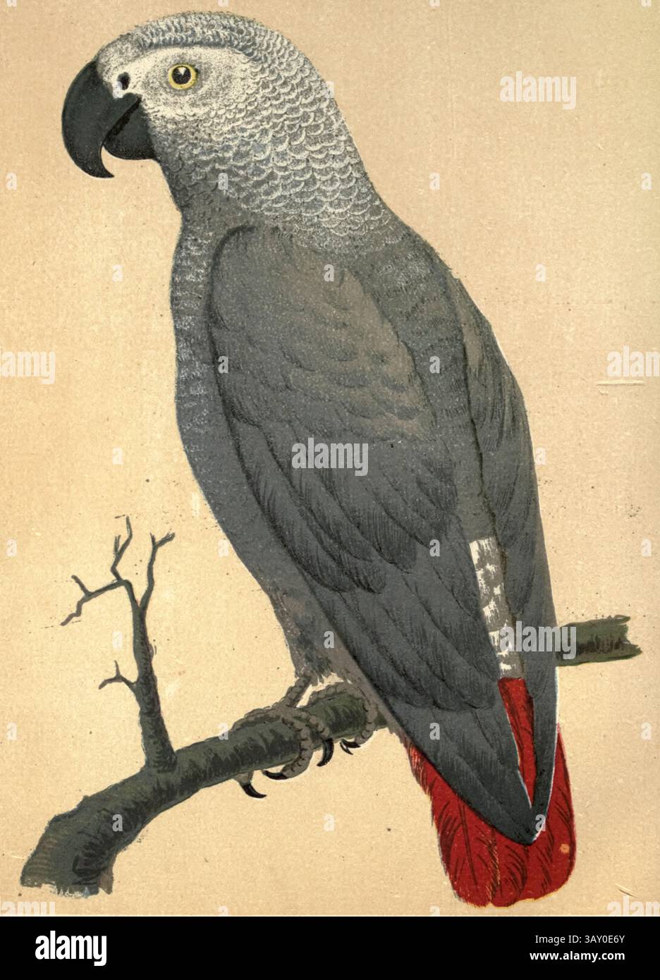 Perroquet gris (Psittacus erithacus), également connu sous le nom de perroquet gris du Congo, perroquet gris africain ou perroquet gris africain du Congo tiré du livre ' Canaries and cage-Birds : the food, Care, Breeding, Diseases and Treatment of all House Birds ' par Holden, George Henry, 1848-1914 date de publication 1888 auto-publié à New York, Boston, Providence par G. H. Holden Banque D'Images
