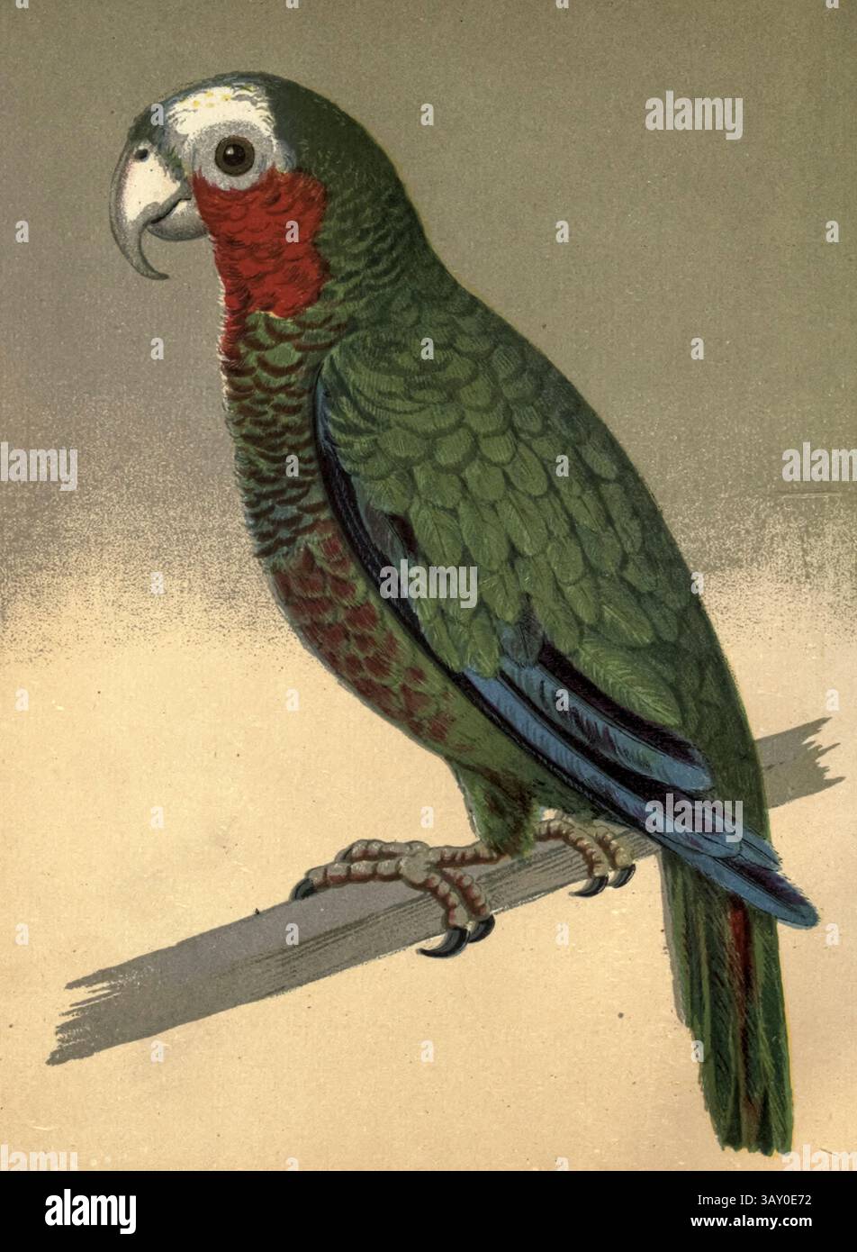 l'Amazona leucocephala (Amazona leucocephala), également connu sous le nom de perroquet cubain et perroquet à gorge rose, est un perroquet de taille moyenne principalement vert trouvé dans les forêts boisées et sèches de Cuba, des Bahamas et des îles Caïmans dans les Caraïbes. Extrait du livre ' Canaries and cage-Birds : the food, Care, Breeding, Diseases and Treatment of all House Birds ' par Holden, George Henry, 1848-1914 date de publication 1888 auto-publié à New York, Boston, Providence par G. H. Holden Banque D'Images