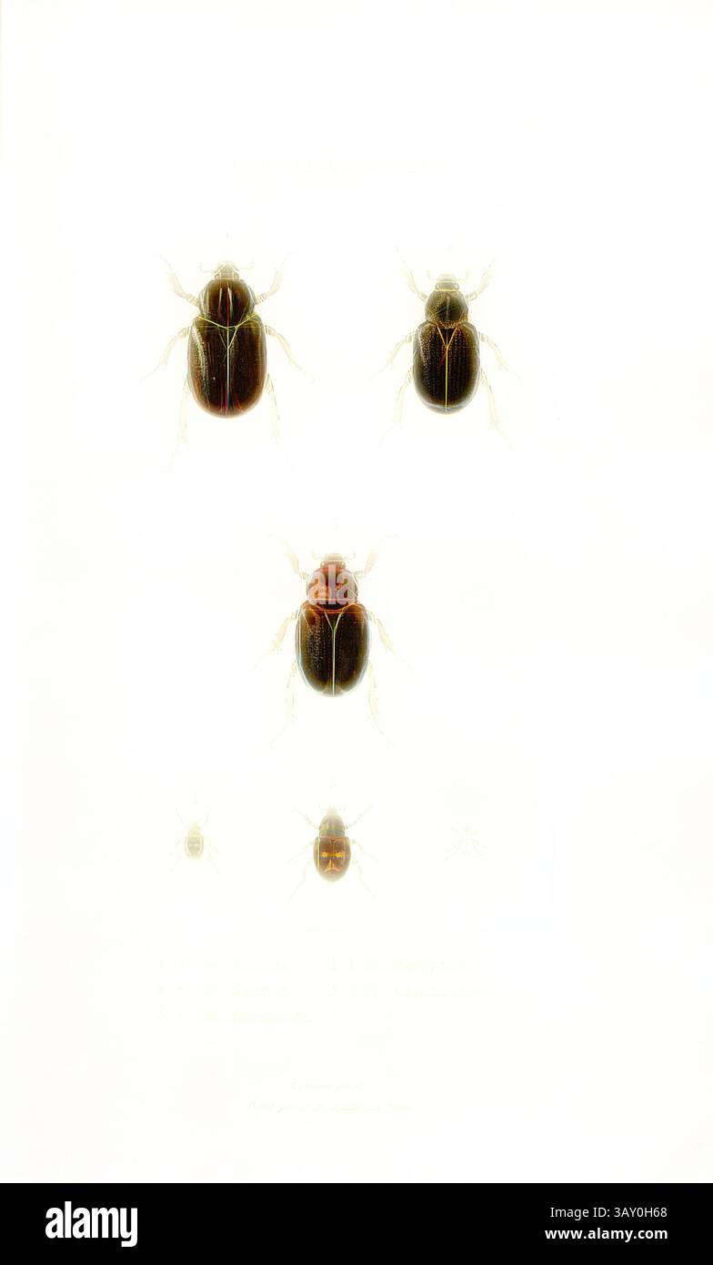 Une collection de diverses espèces de coléoptères est présentée, présentant différentes tailles et caractéristiques distinctives sur un fond minimaliste, mettant en évidence leurs détails complexes., Osmoderma - Light, Beetle, Fig. 1-5 : OSM., Eremita, OSM., Scaber, OSM., Eremicola, VAL., Hemipterus, VAL., Canaliculatus, signé : E. Guérin pinx, publié par J. B. Baillière, PL. 8, après p. 410, Guérin-Méneville, Félix-Édouard (pinx.) ; Baillière, Jean-Baptiste (éd.), 1833, H. Gory ; A. Percheron : monographie des cétoines et genres voisins, formant, dans les familles naturelles de Latreille, la division des scarabées méli Banque D'Images