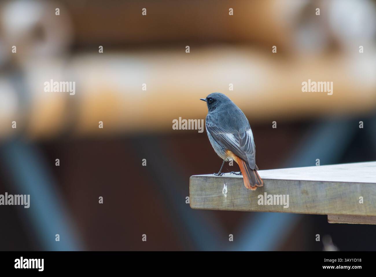 Rouge noir (Phoenicurus ochruros) perché sur du mobilier urbain à Arles, France. Un oiseau de ville commun dans les villes européennes. Banque D'Images