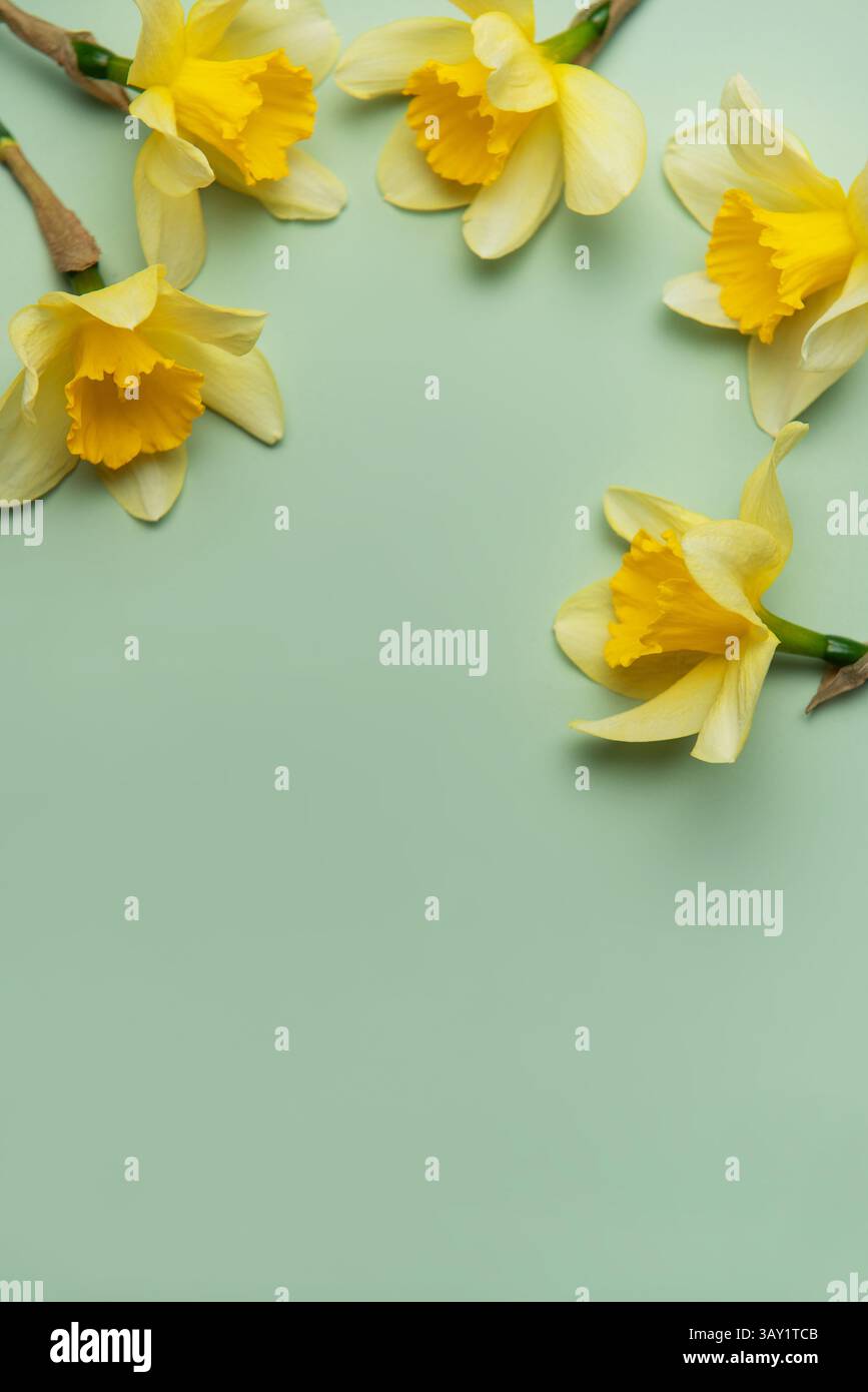 Jonquilles jaunes disposées sur un fond vert pastel, formant une bordure avec espace de copie Banque D'Images