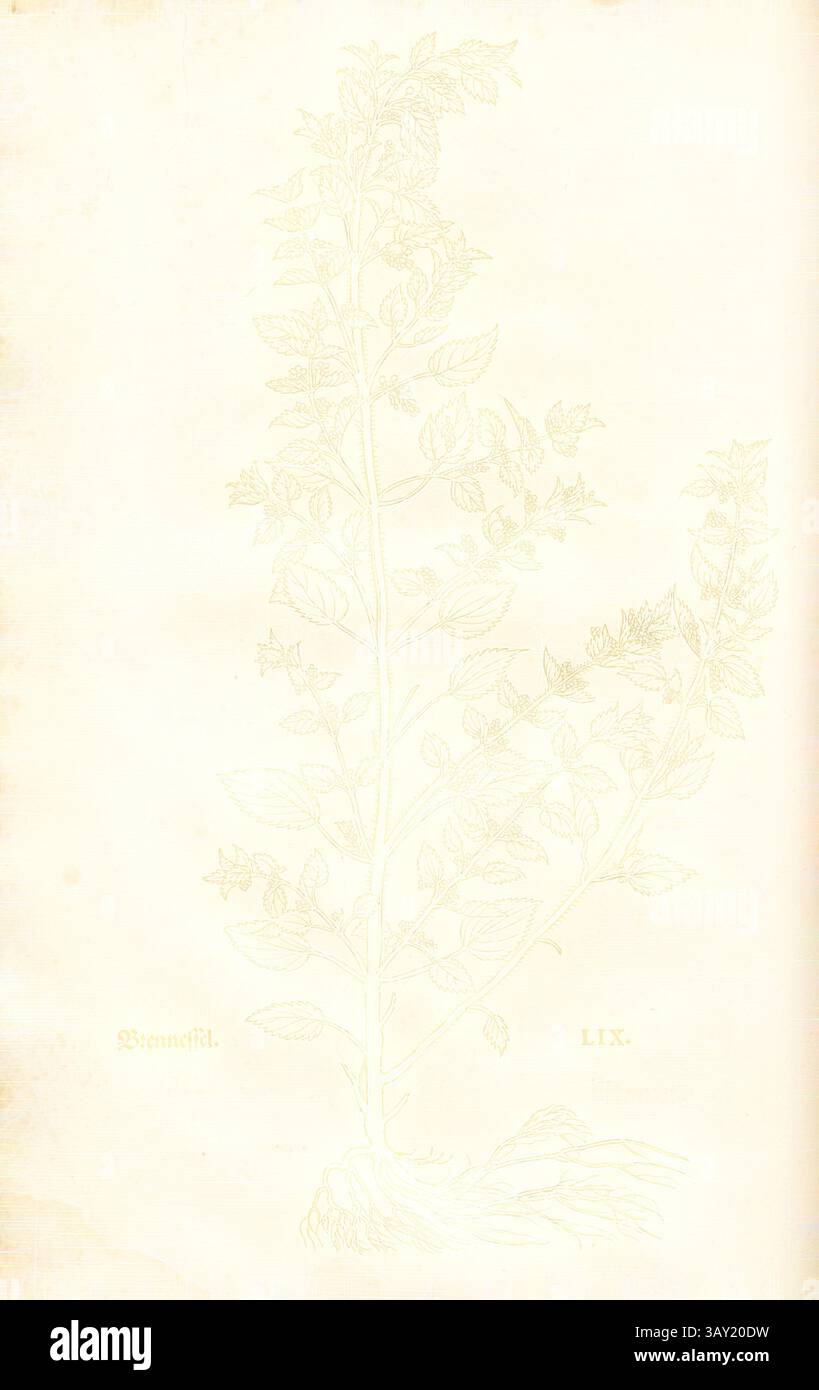Une illustration botanique complexe d'une plante, présentant des feuilles détaillées et une tige mince, présentée sur un fond clair., ortie, illustration d'une ortie du XVIe siècle, pl. Lix, p. 132, 1543, Leonhart Fuchs : New Kreuterbuch, in welchem nit allein die gantz histori, das ist, namen, gestalt, statt und zeit der wachsung [...]. Basell : Isingrin, 1563, Art classique avec une touche moderne réinventée par Artotop Banque D'Images