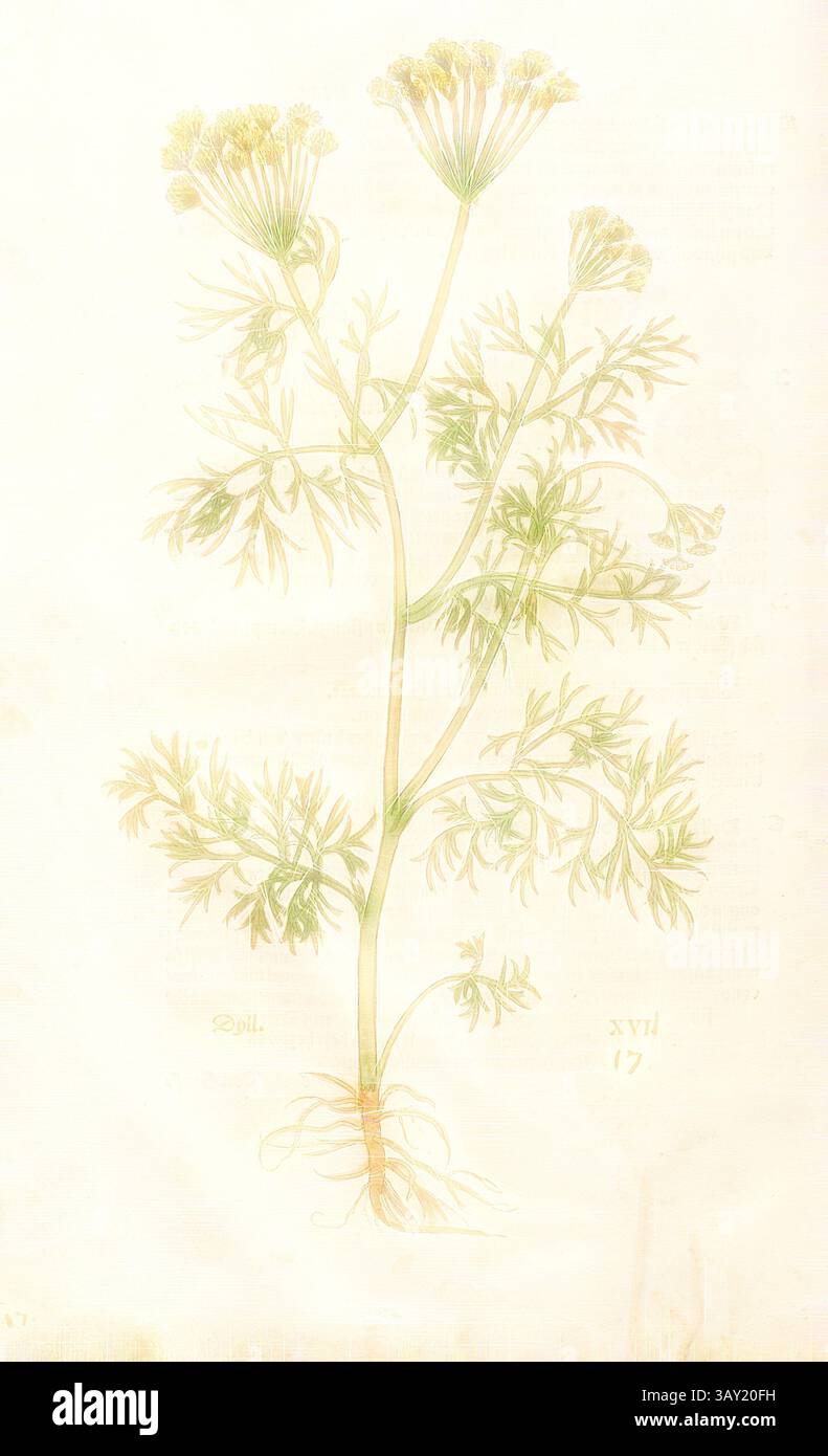 Une illustration de plante délicate mettant en valeur une tige haute ornée de feuilles vertes détaillées et de grappes de minuscules fleurs jaunâtres au sommet. Les racines sont subtilement représentées, mettant en évidence la structure de la plante., cire, Fig. 18, XVI, Capitel i-L., Leonhart Fuchs : New Kreuterbuch, in welchem nit allein die gantz histori, das ist, namen, gestalt, statt und zeit der wachsung [...] des meysten theyls der Kreuter SO in Teutschen und andern Landen wachsen, [...] beschriben, sonder auch derselben wurtzel, stengel, [...] contrayt und contayt und contafist. Basell : Isingrin 1563, art classique avec Banque D'Images
